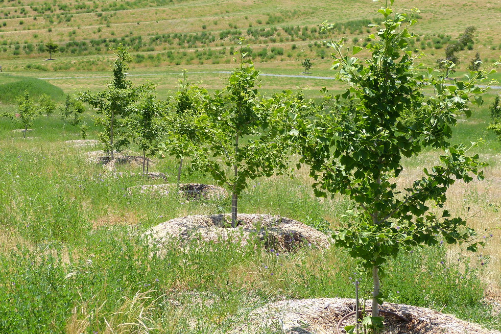 National Arboretum, Canberra Ginkgo Trees. Forest Number … Flickr