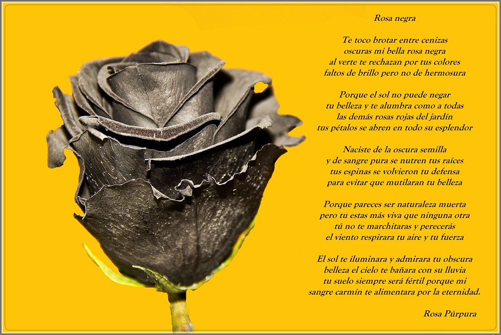 Actualizar 84+ imagem que significa la rosa negra br.thptnganamst.edu.vn