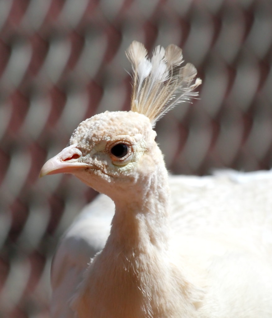White Peacock Merrill Park, Colonia, NJ jandb470 Flickr