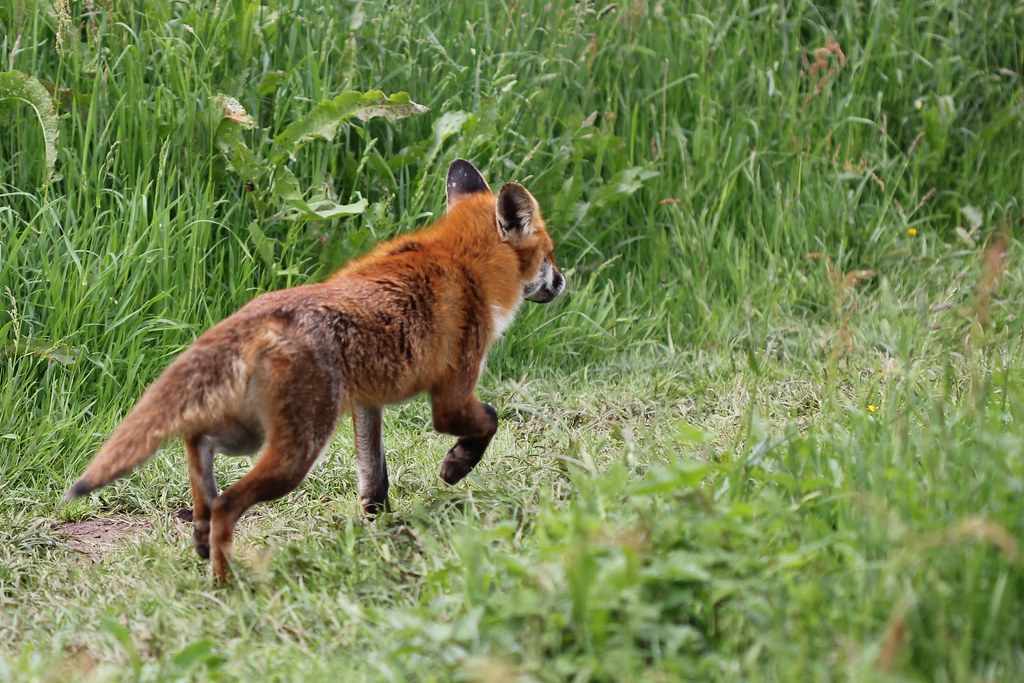 fox this was the fox walking away from us.... Nel Flickr