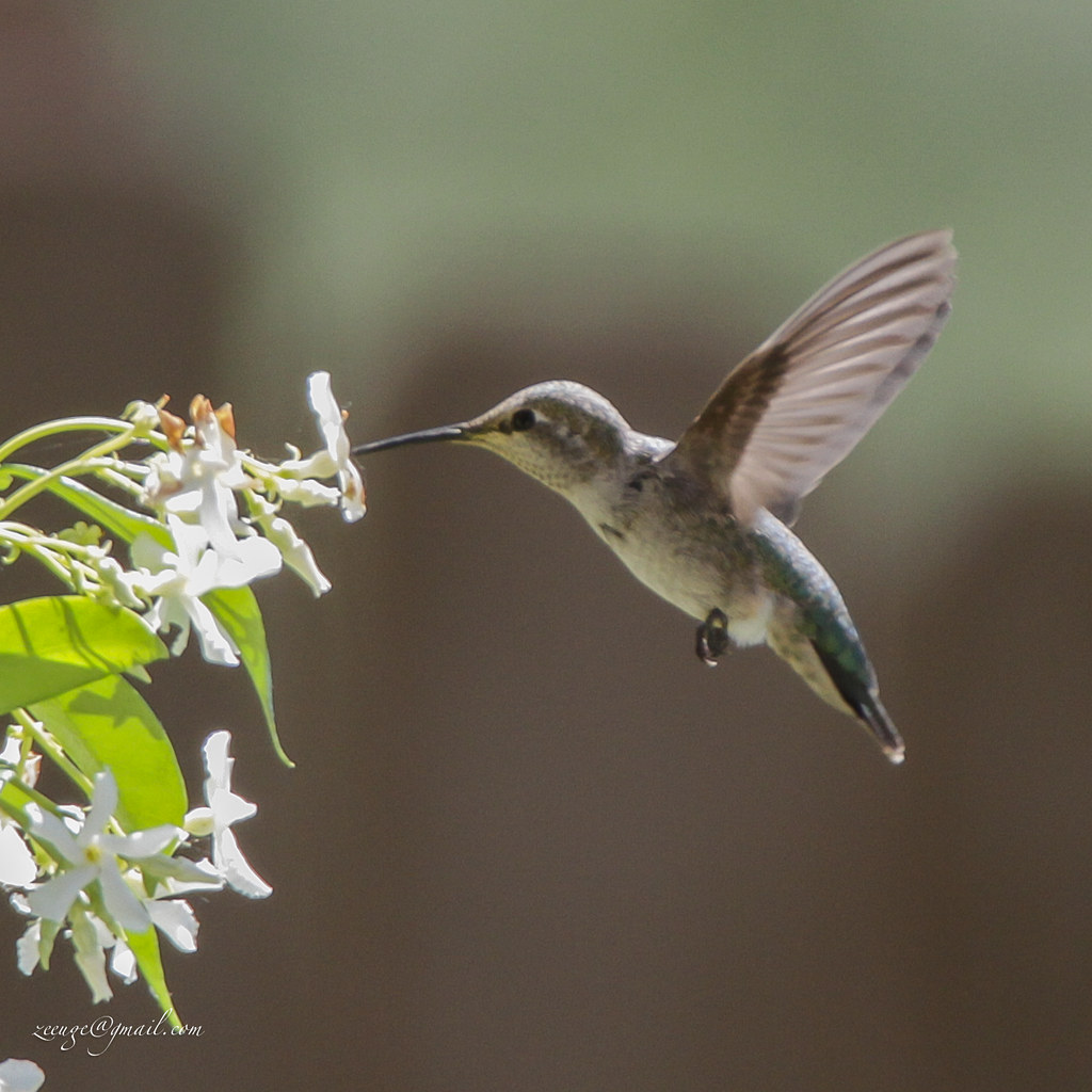 Hummingbird drinking nectar from Jasmine EF70200mm f/2.8L… Flickr