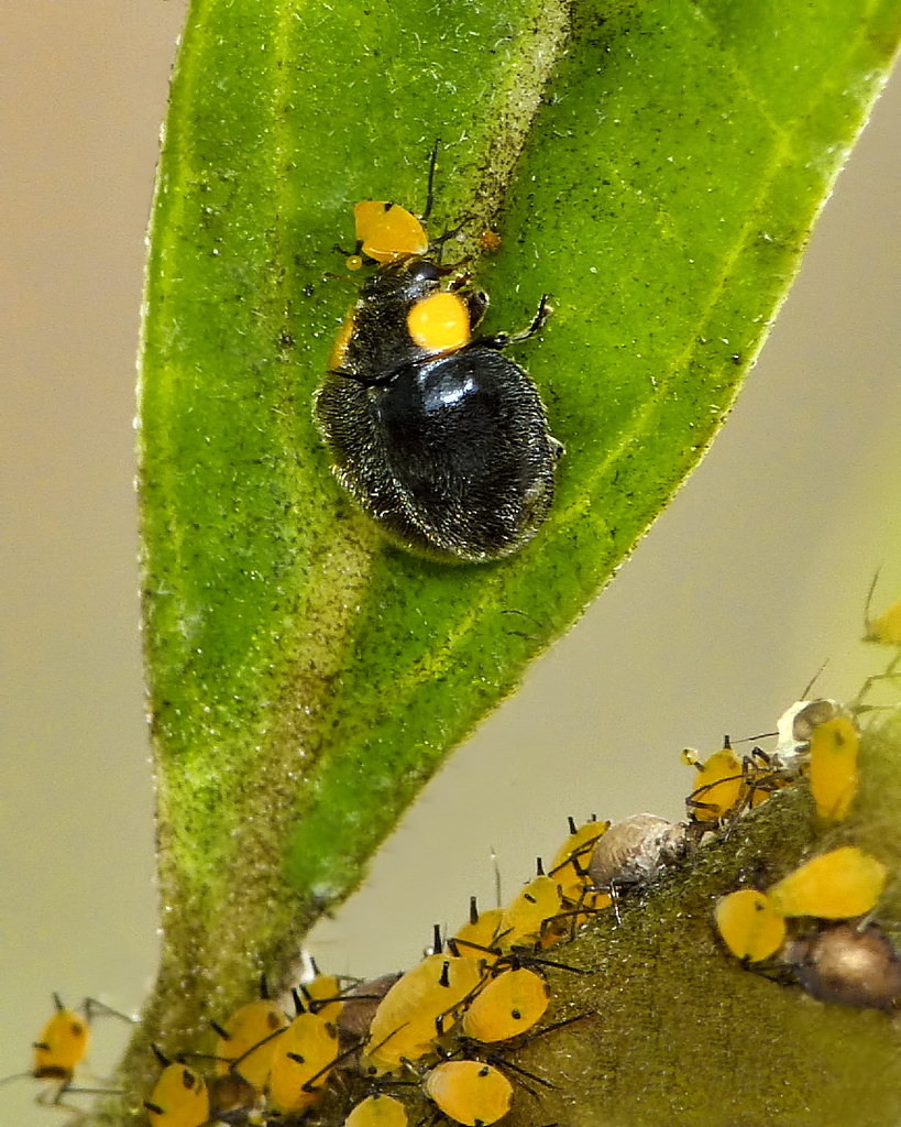 YellowShouldered Ladybird and prey A YellowShouldered La… Flickr