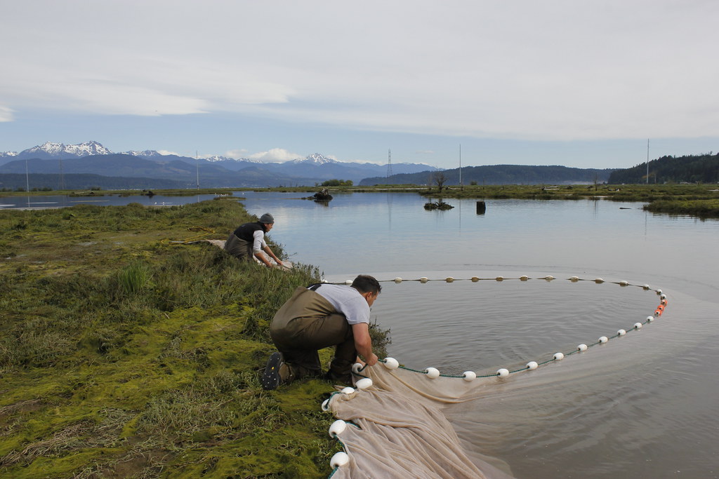 Skokomish Tribe Fish Monitoring May 2012 Skokomish tribal … Flickr