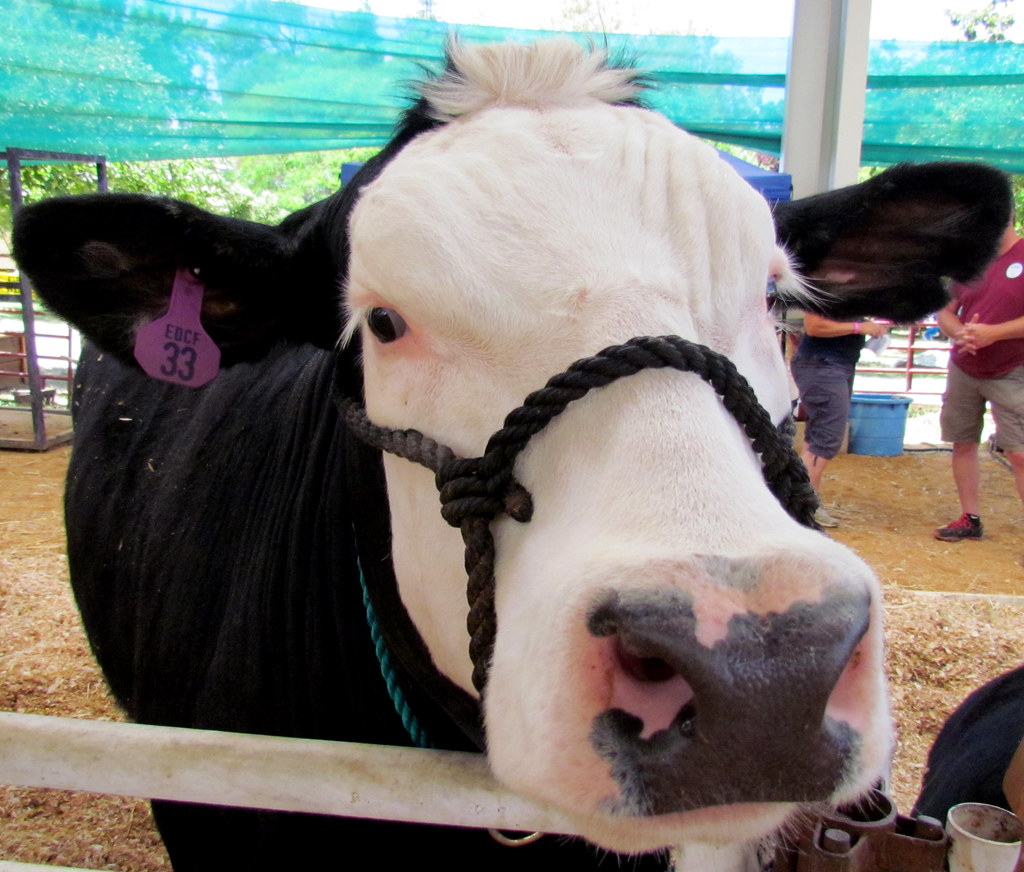"Can I Eat It?" This cow needs lessons on what is edible. Stuart