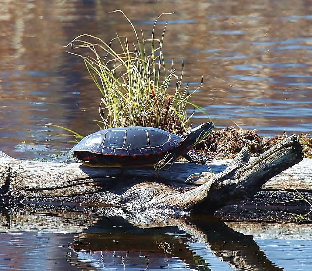 Eastern Painted Turtle Painted Turtle at Missisquoi Nation… Flickr