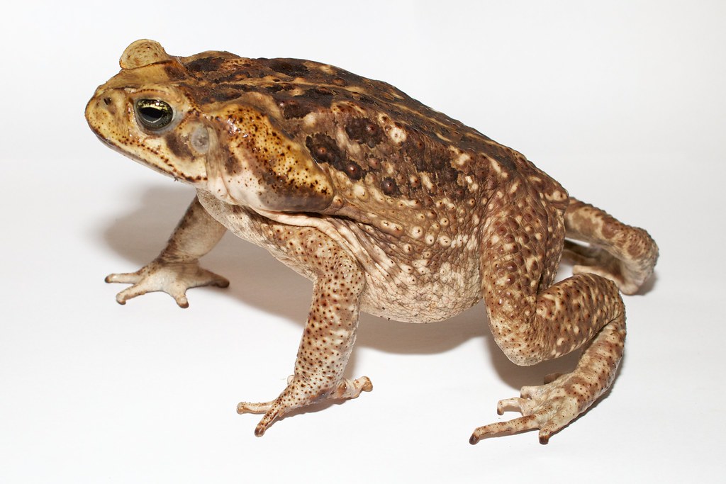 Adult Cane toad Brian Gratwicke Flickr