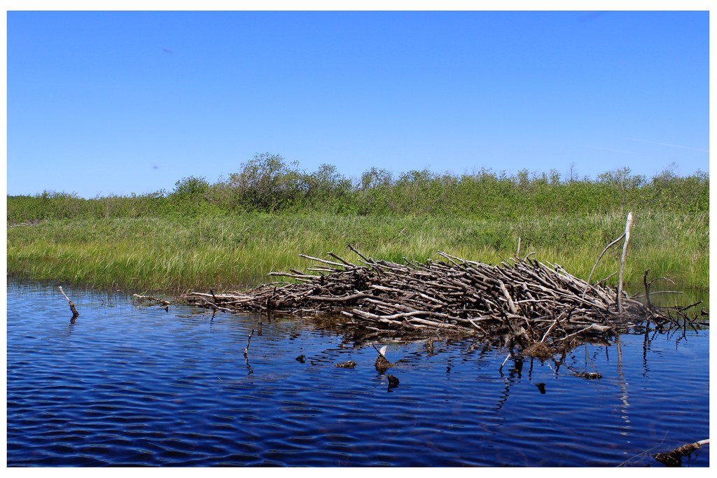 Beaver lodge Orion 2 Flickr