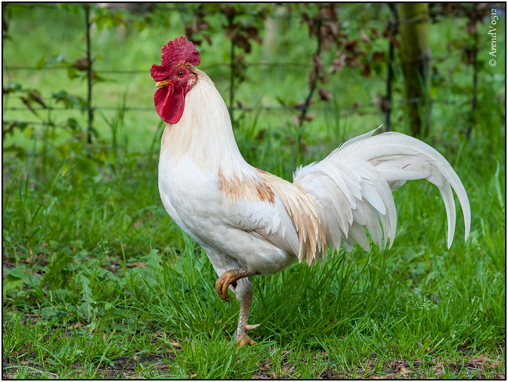 haan rooster Arend Flickr
