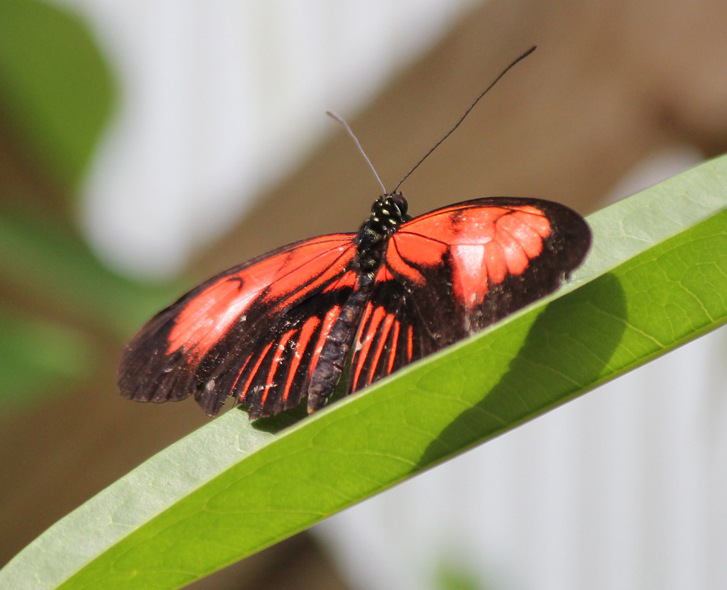 Butterfly Butterfly House, Whitehouse, Ohio Andrew S. Aldrich Flickr