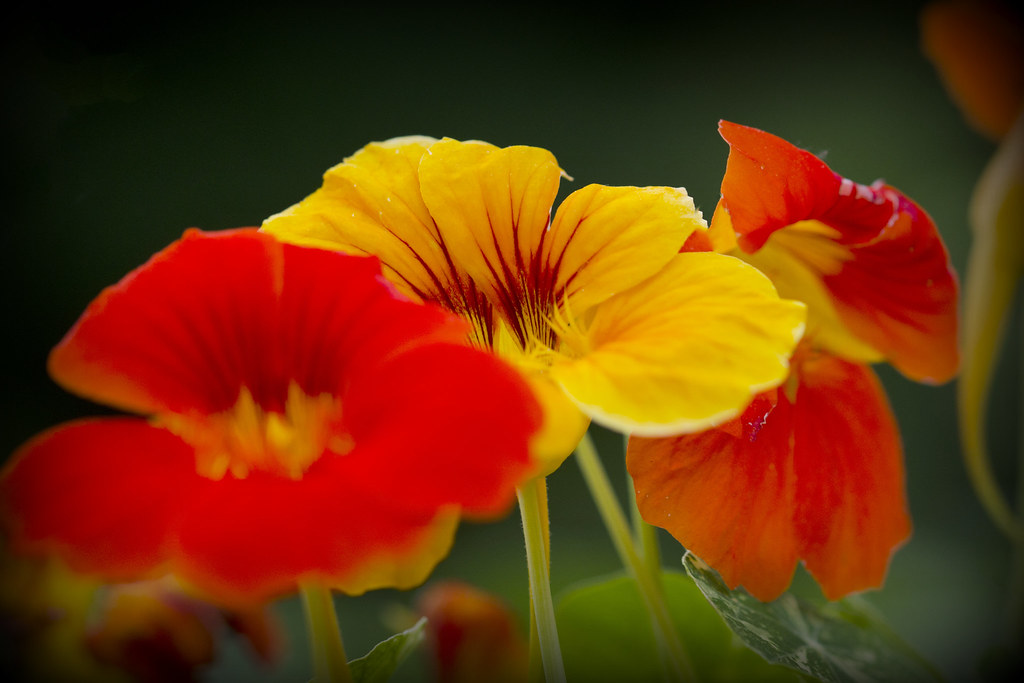Flowers Beaver Lake Baldwinsville, NY Created by M Flickr