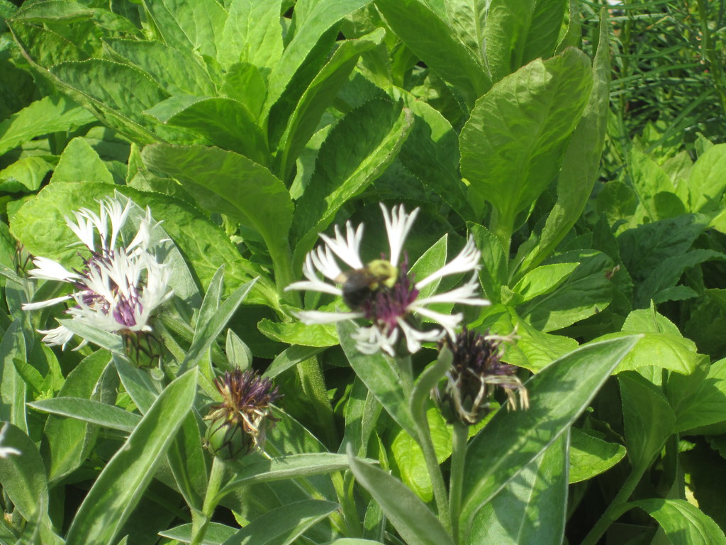 Vern Goers 2 It was hot that day, but perfect for flower s… Flickr