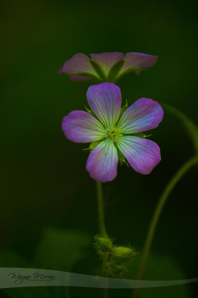 Spring Flowers Lebanon Hills Park Eagan Spring Flowers … Flickr