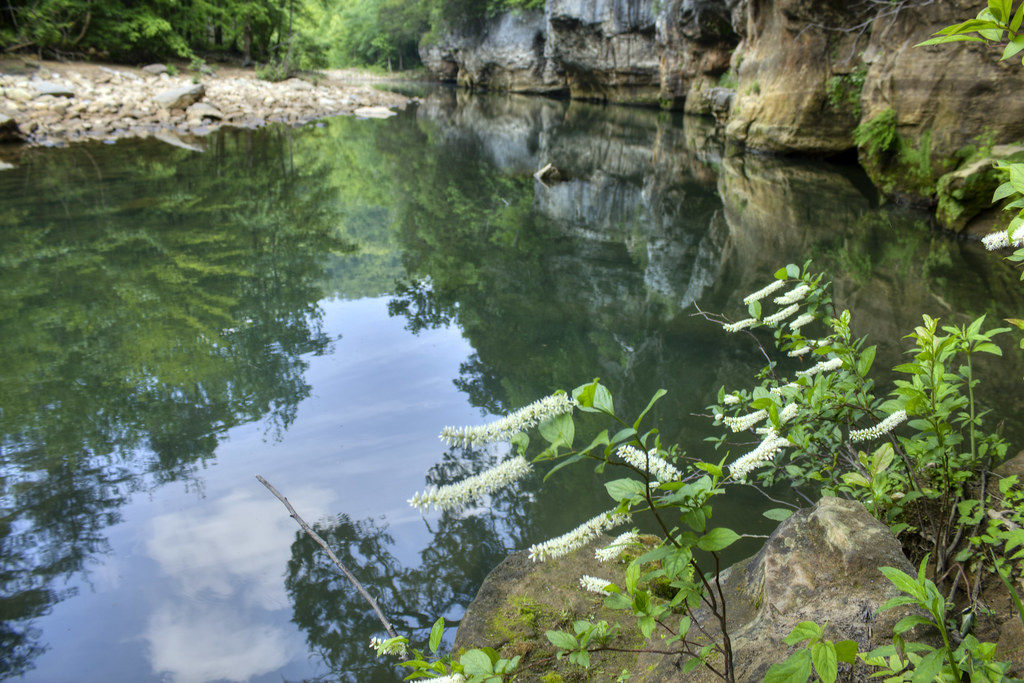 Itea virginica, East Fork Obey River, Fentress County, Ten… Flickr