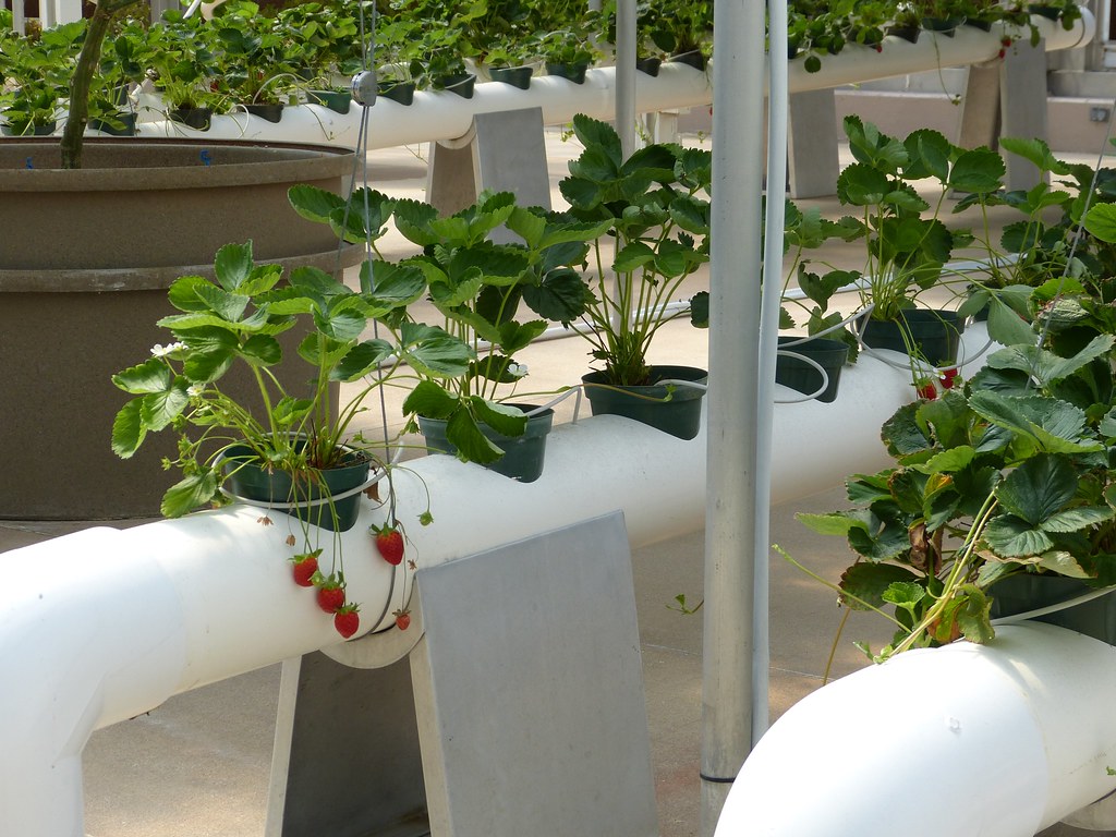 Nft Strawberries How To Grow Hydroponic Strawberries
