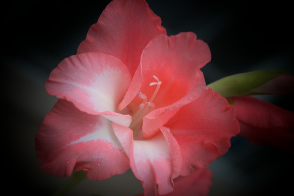 Pink Gladiolus 3 Silhouette.jpg Katharine Harrington Flickr