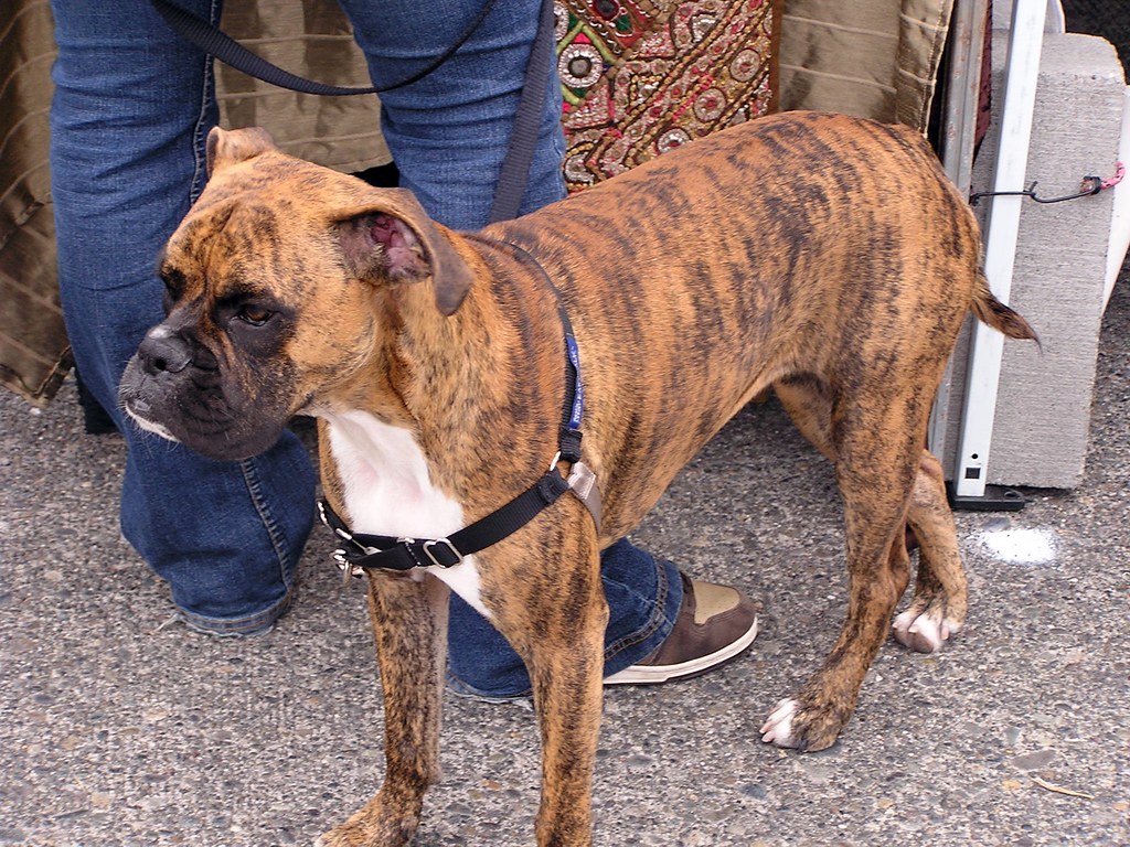 Brindle Boxer Hopeisalot Flickr