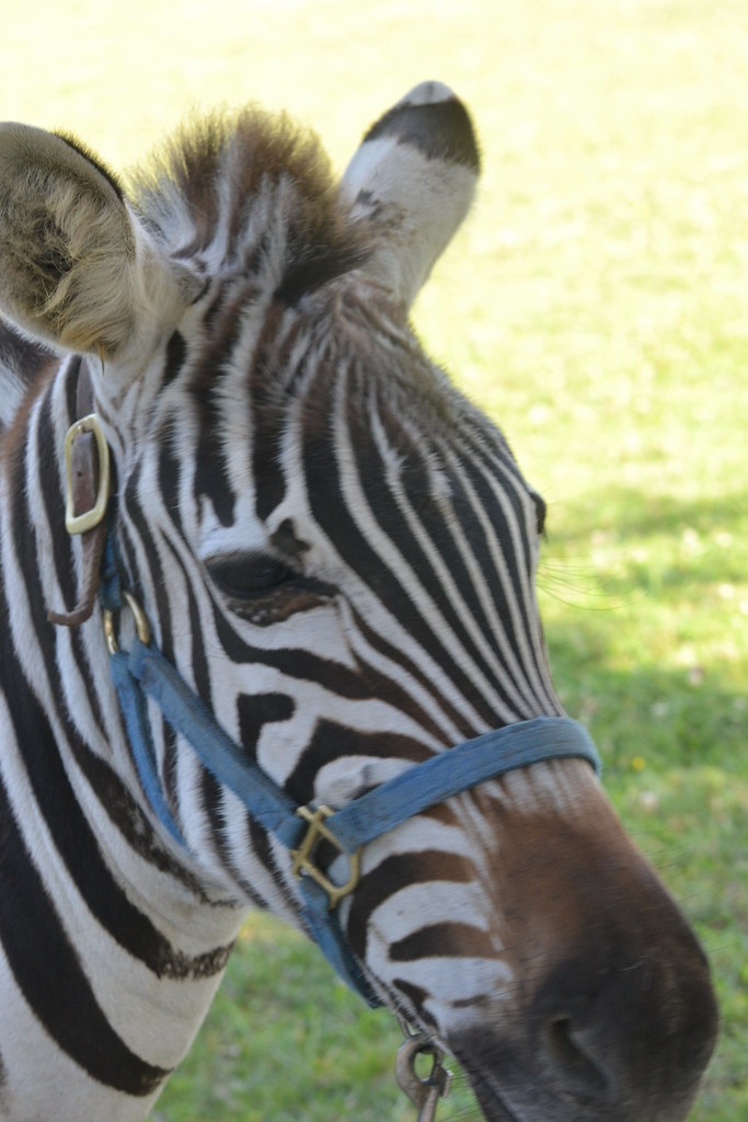 SeriesPP005 Zebras in St. Mary's County! Jeffrey Clark Flickr