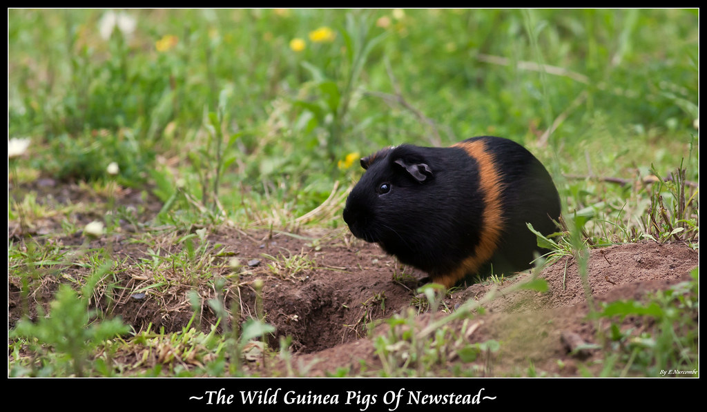 The Wild Guinea Pigs Of Newstead This was probably the f… Flickr