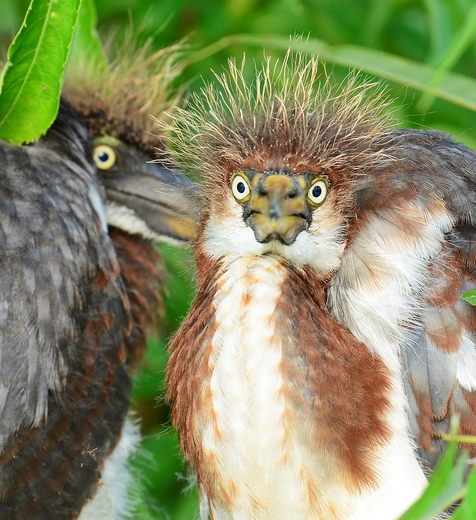 Crazy Bird Photos Crazy Cronos