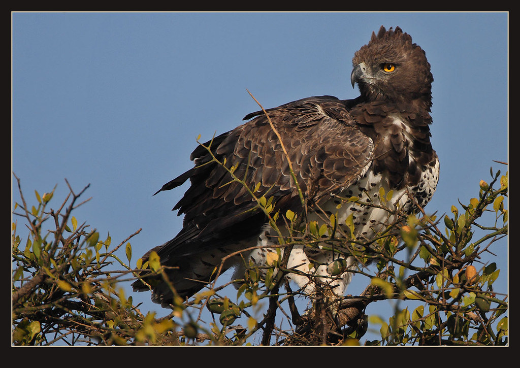 Martial Eagle An adult female Martial Eagle surveys her do… Flickr