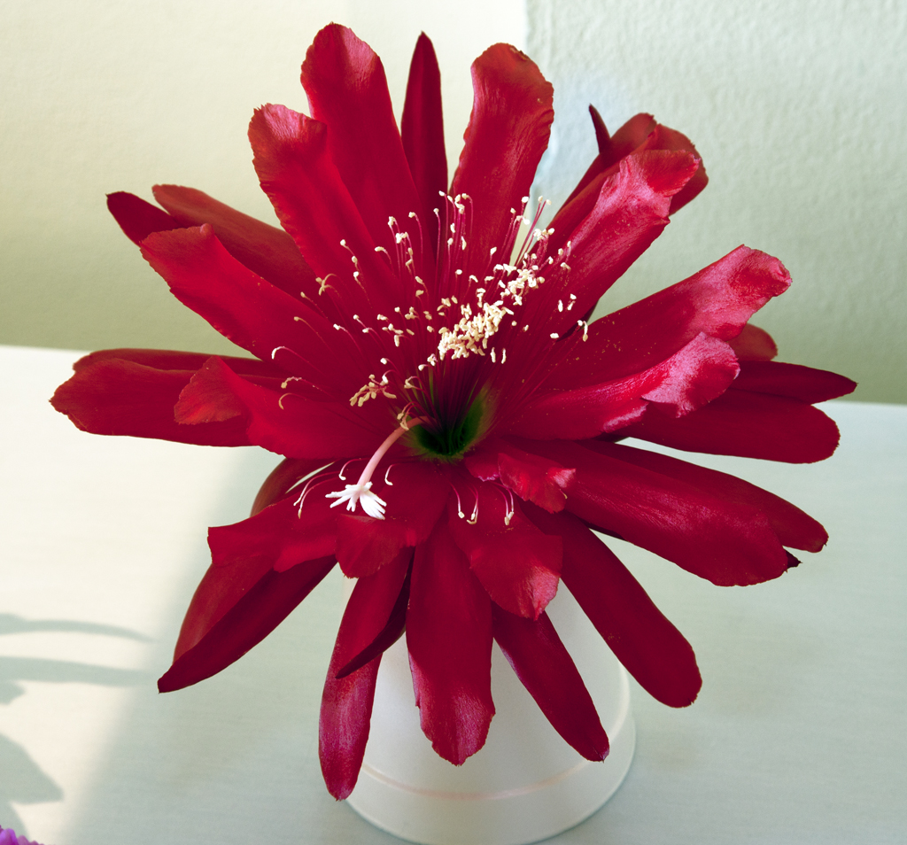 Epiphyllum Red Chrome Don Flickr