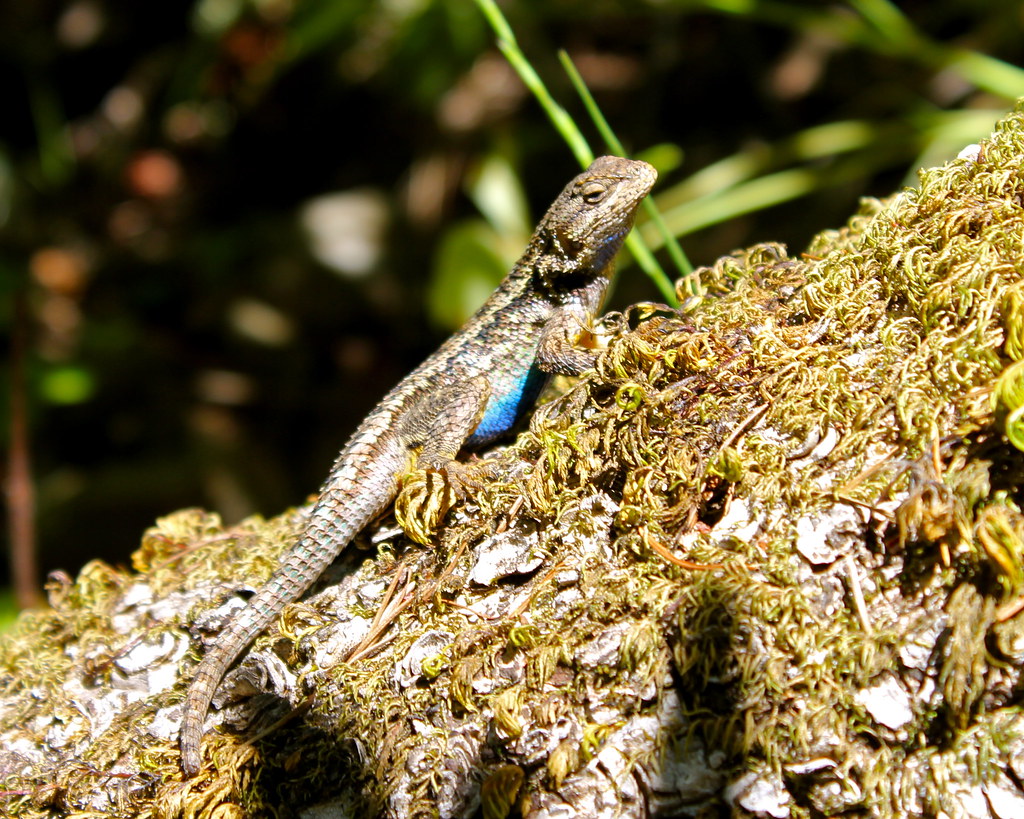 Pretty Blue Bellied Lizard cam fortin Flickr