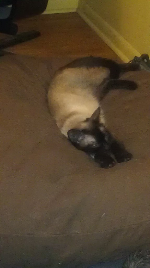 Little cat takes over big dog bed royrose Flickr