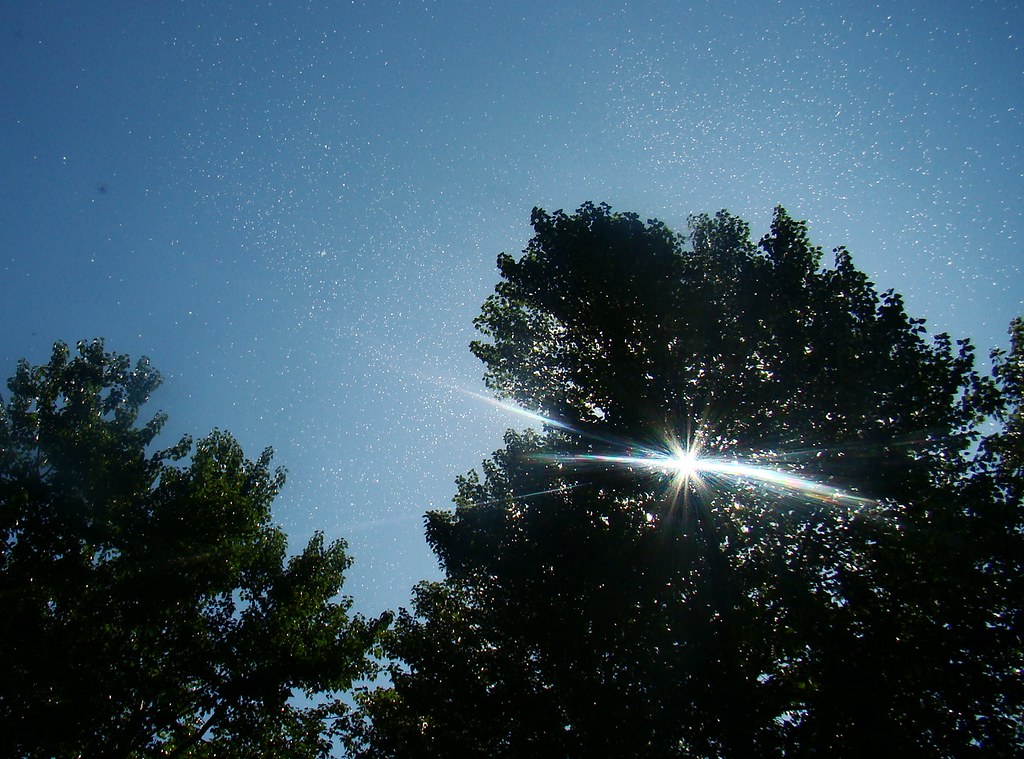 Cottonwood trees shedding in the breeze Cottonwood trees s… Flickr