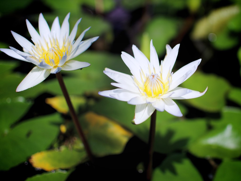 Lilies White water lilies at the New York Botanical Garden… Flickr