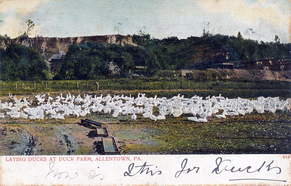Postcard Duck Farm, Allentown, Pa. Laying Ducks at Duck F… Flickr