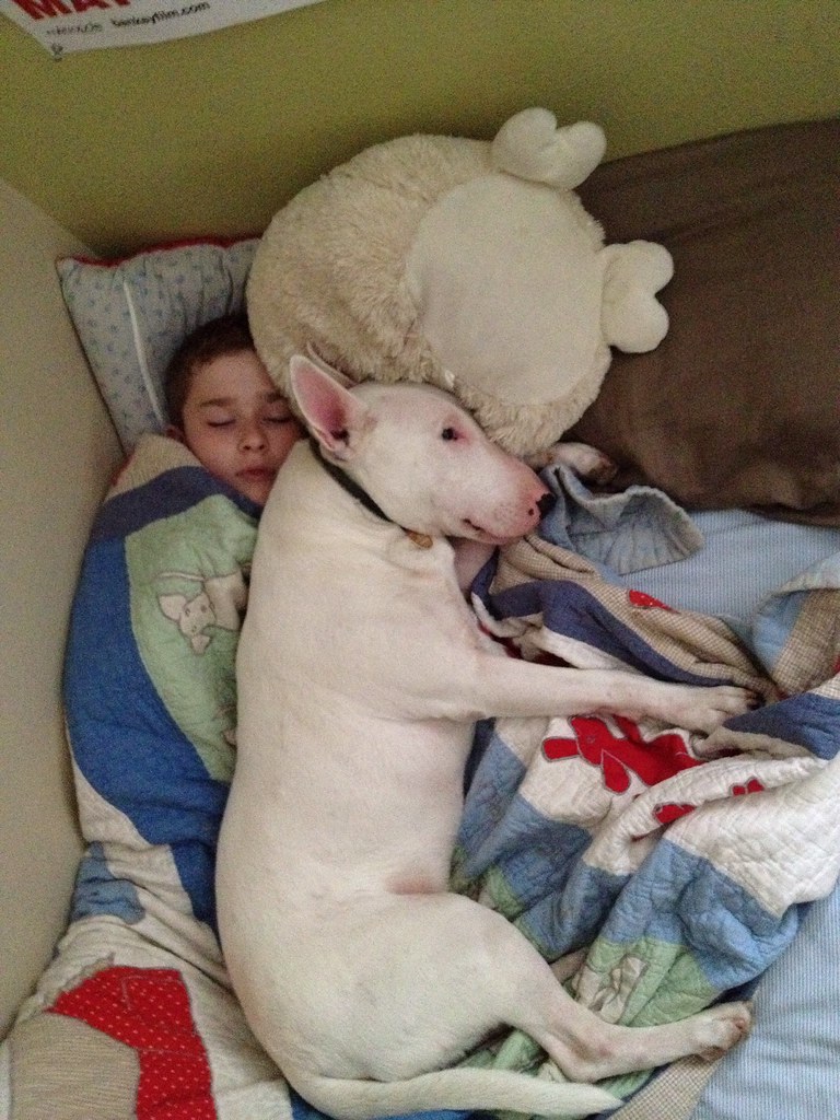 Dog sleeps with his boy. He has begged me to let the dog s… Flickr