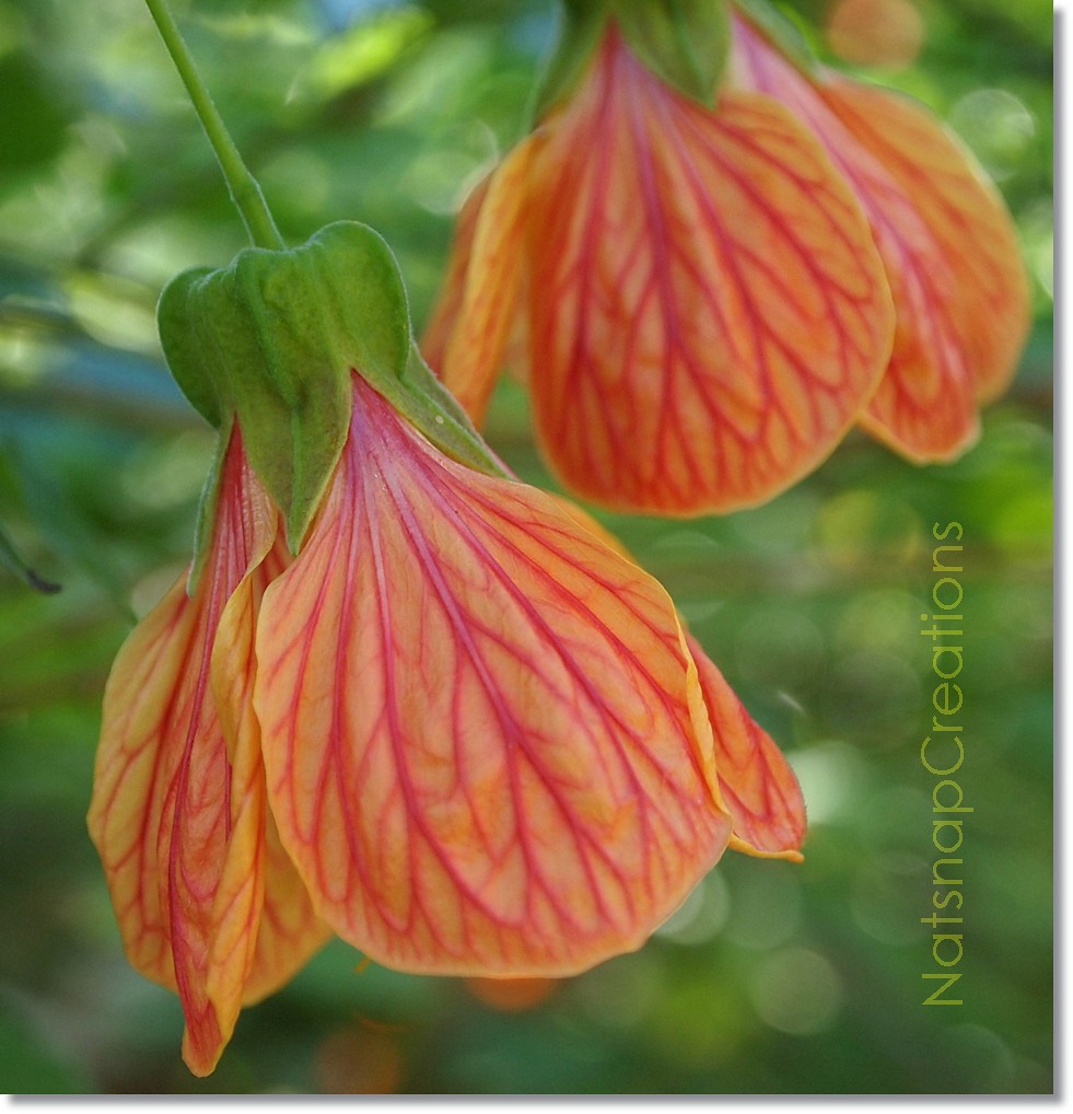Chinese Lanterns I love these blooms...the details are ama… Flickr