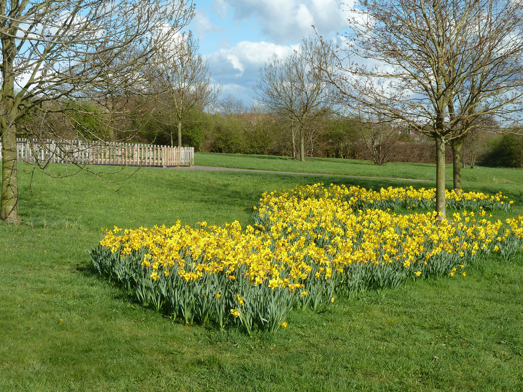 Griffe Field Park Play area daffodils P1060891 (9x12cm) Flickr