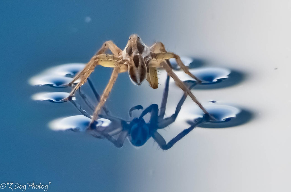 Spider Walking on Water This guy decided to hang out on to… Flickr