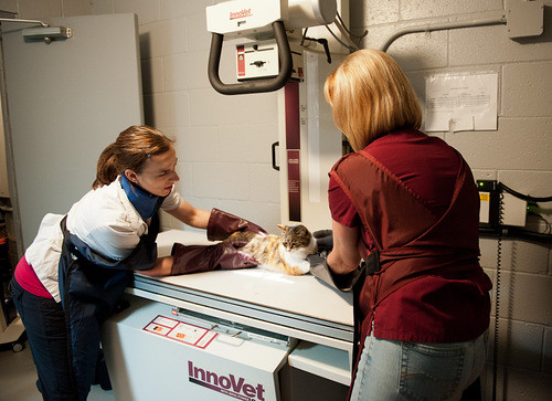 Green Acres Animal Clinic Kaelee Green Acres Animal Hospital