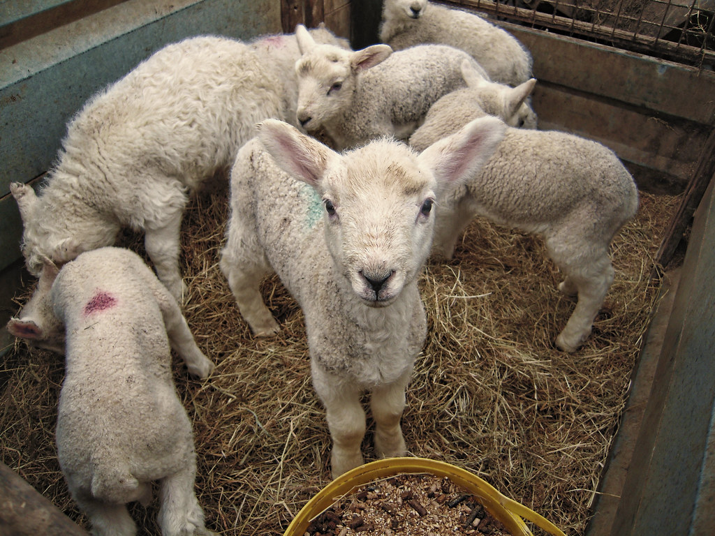 lambs The farm down the road, let us have a look at some n… Flickr