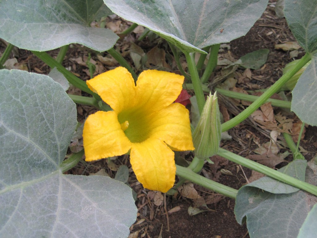 20120521 063256 gourd (yellow squash?) flower Kathy Sharp Flickr