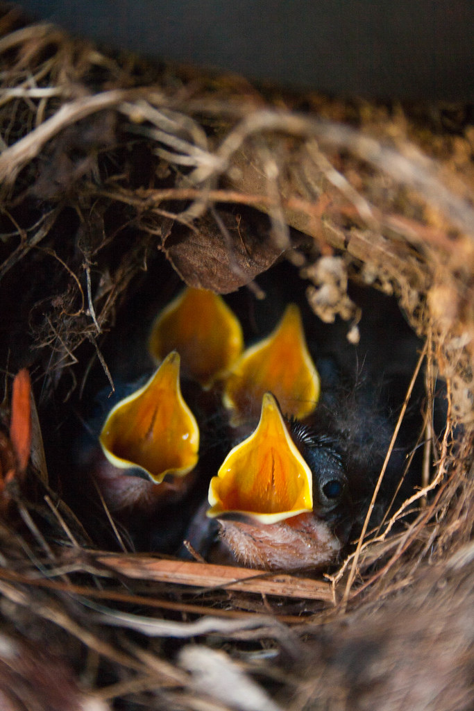 Baby House Wrens A pair of house wrens took up residence o… Flickr
