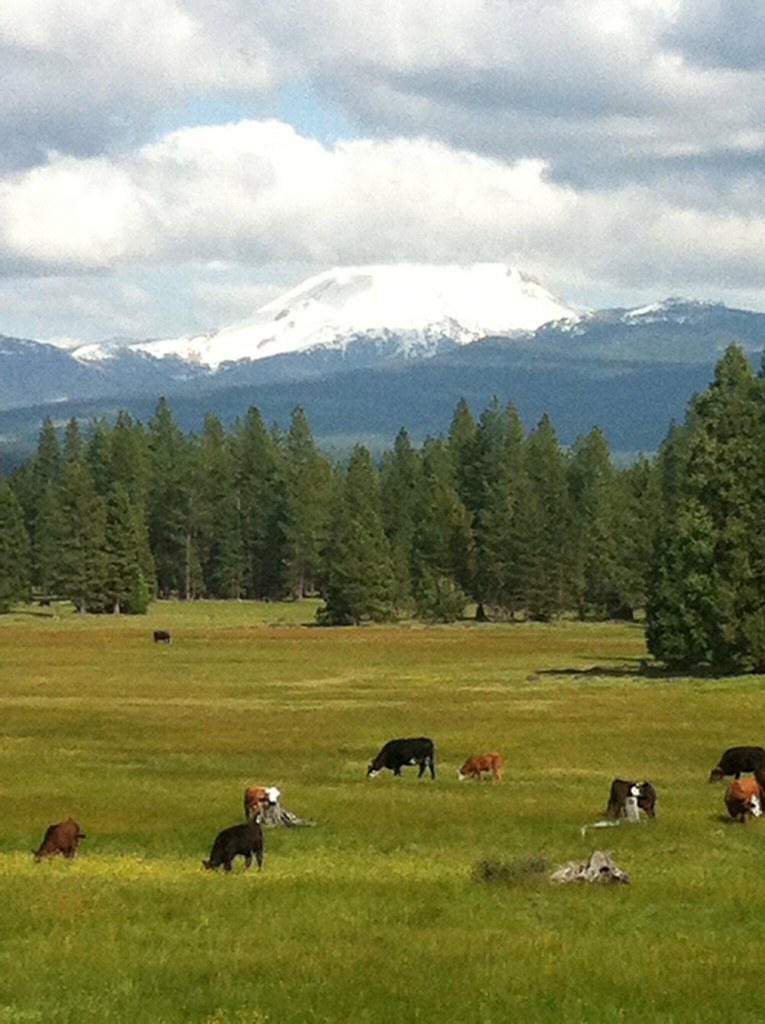 Elevation of Dandelion Ln, Shingletown, CA, USA Topographic Map Altitude Map