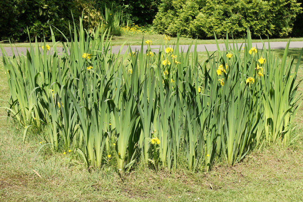 Yellow Flags in the Upper Gardens, Bournemouth, Dorset Flickr