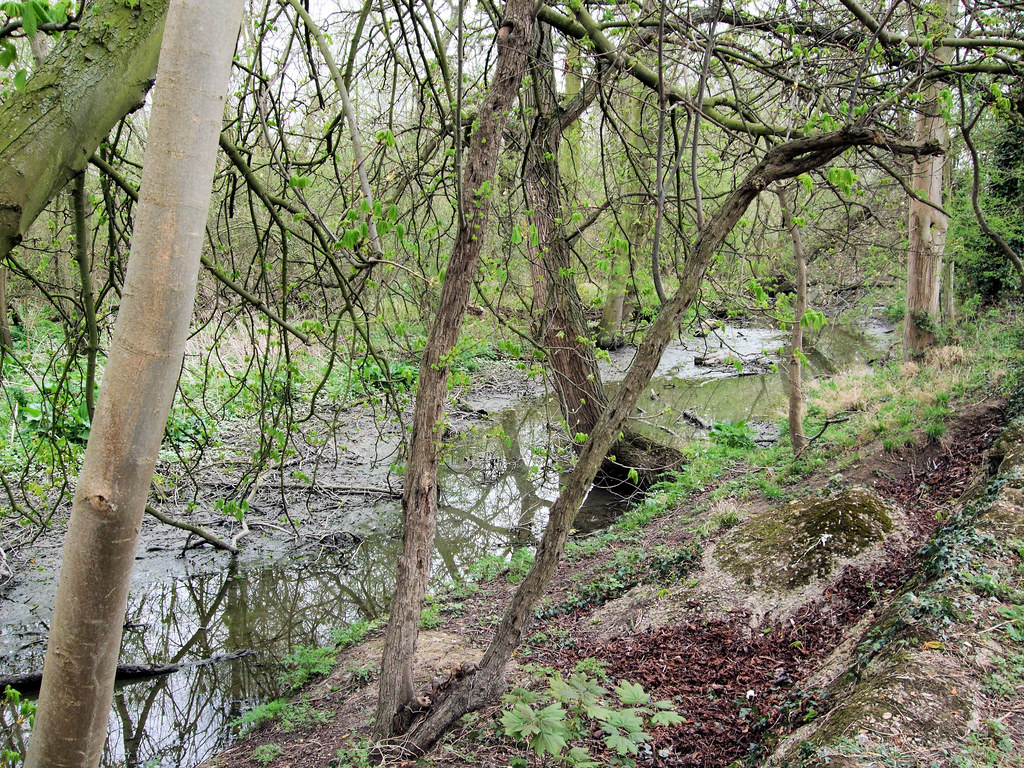 The Old Deer Park Swamp, Kew London. Jim Linwood Flickr