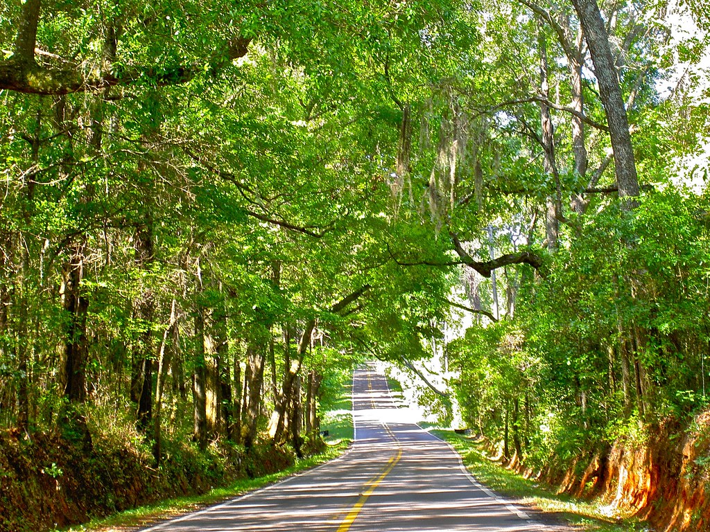 N. Meridian Road, Canopy Roads, Tallahassee FL Marie Beschen Flickr