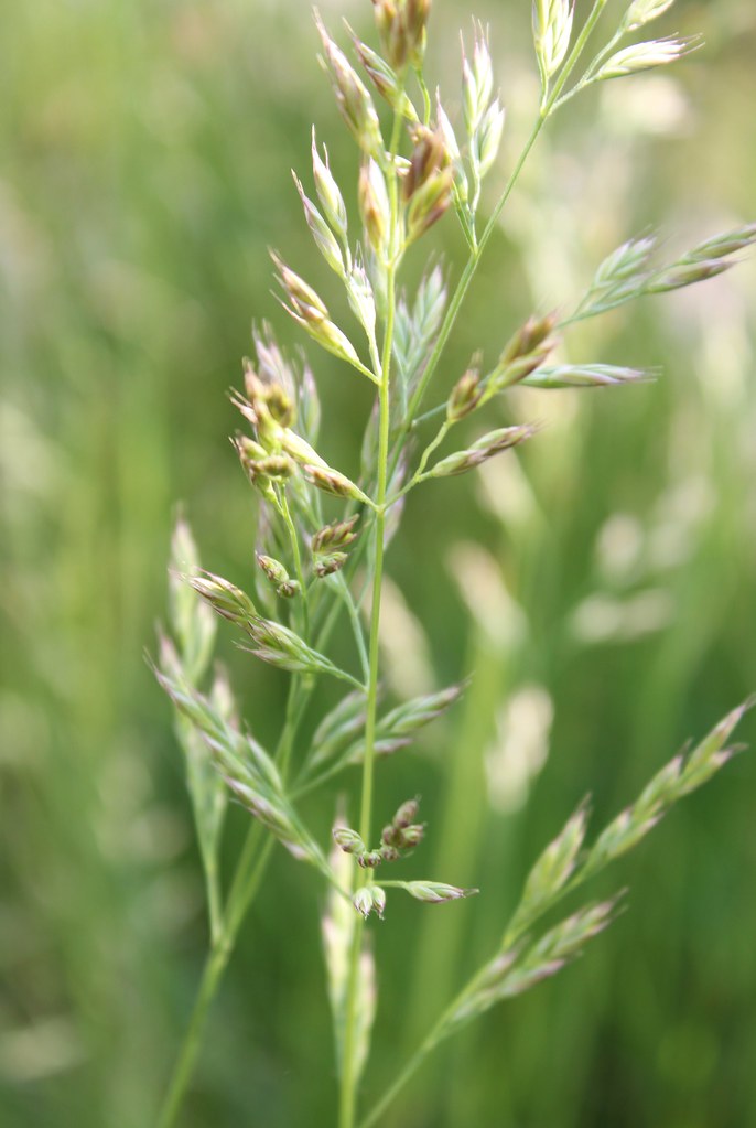 grass Allergies? lepacoco Flickr