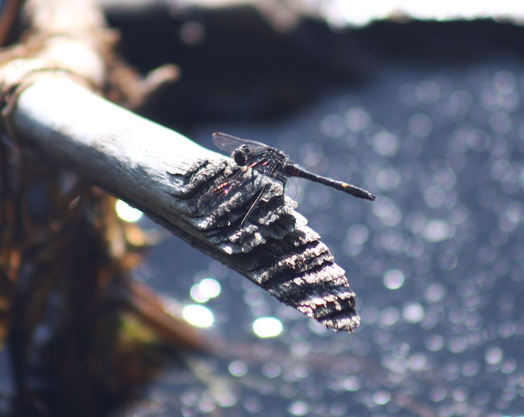 2012_0526DotTail0001 Black Lake, Porter, Maine. There wher… Flickr