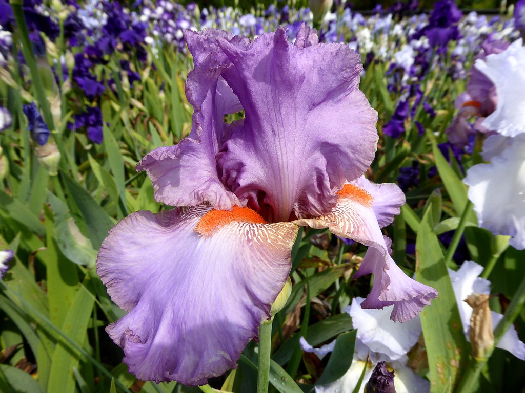La vallée des iris Parc floral d'OrléanslaSource (Loir… Flickr