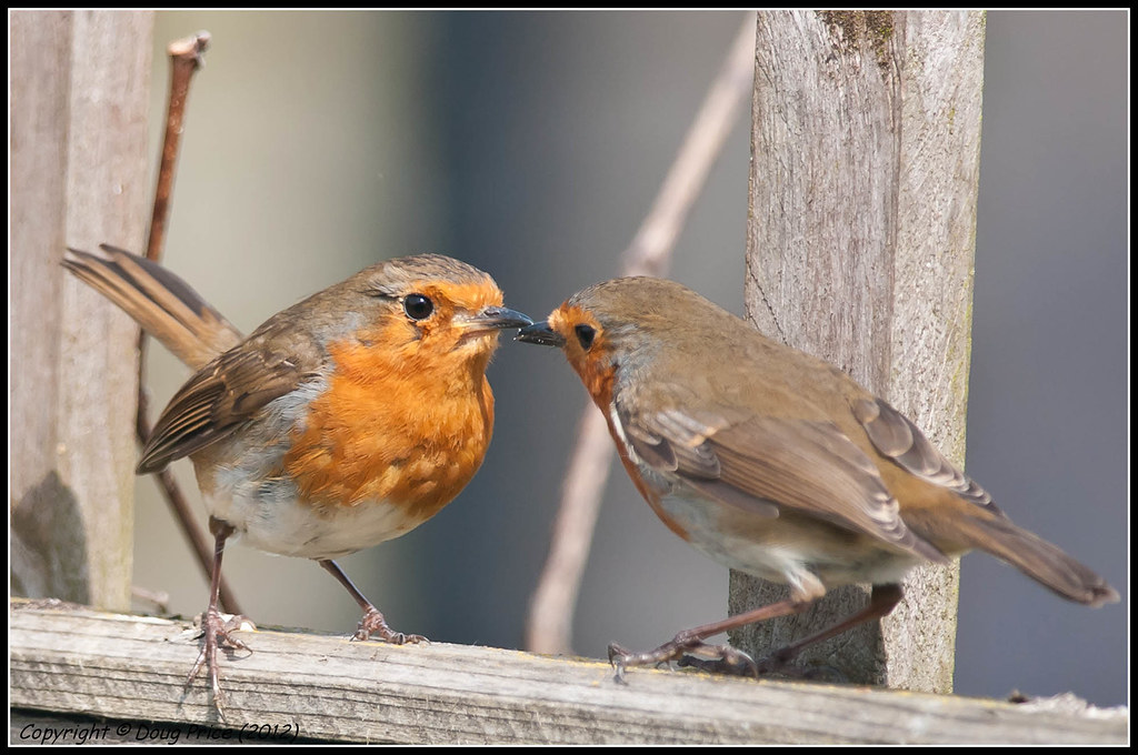 Robins courting Male robins often feed the female as part … Flickr