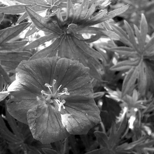 black and white garden I love highly saturated garden phot… Flickr