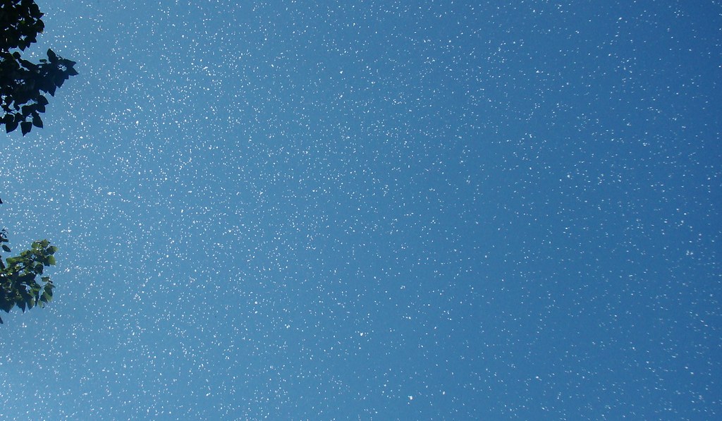 Cottonwood trees shedding in the breeze Cottonwood trees s… Flickr