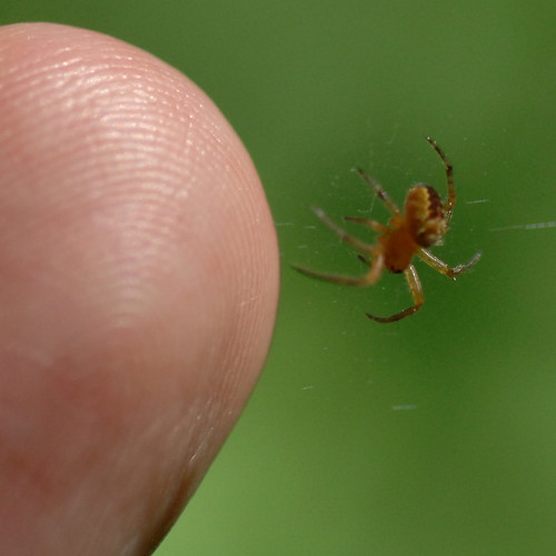 spider, finger fingertip shown for scale only. the