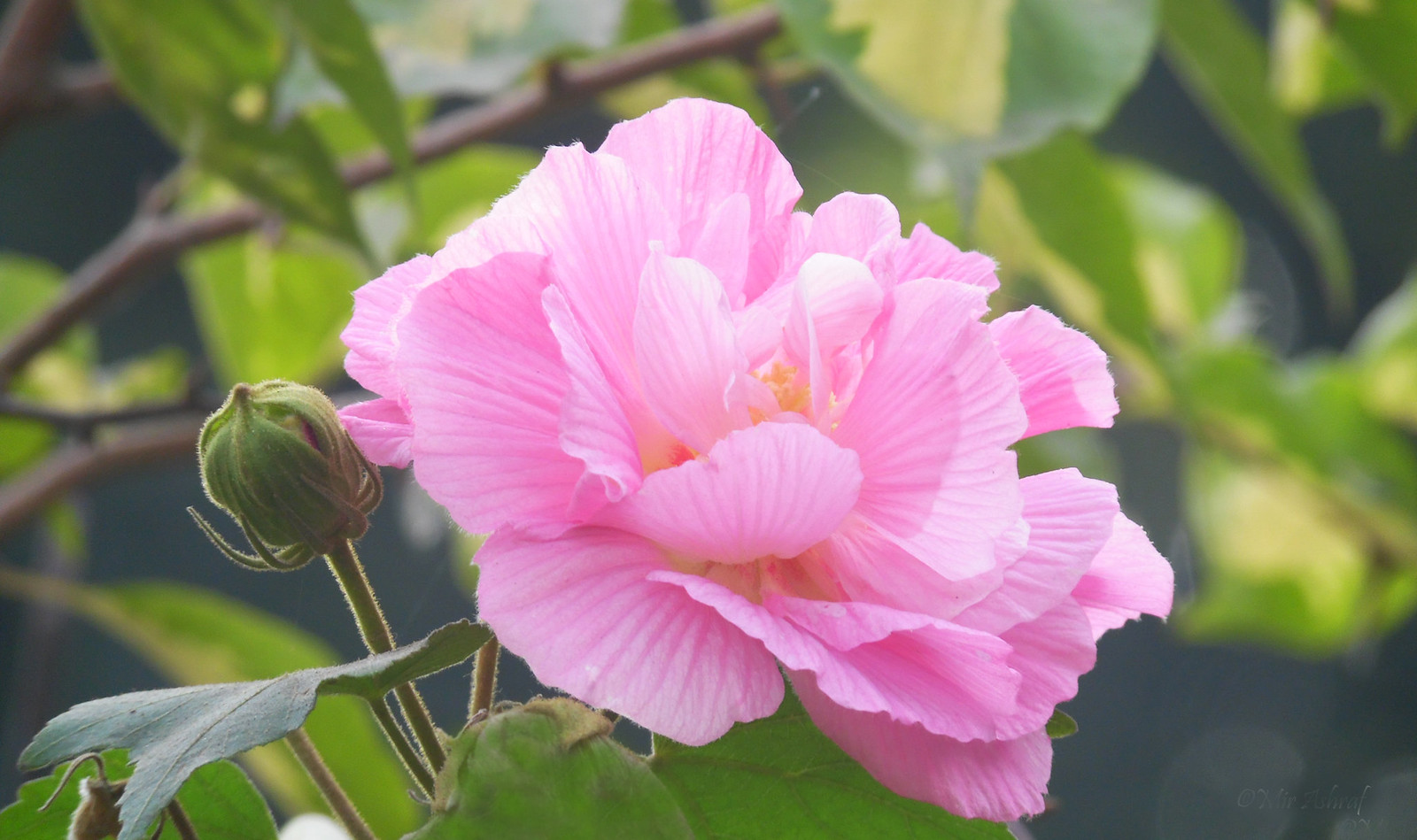 Frame BANGLADESH Awards Flickr